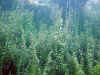 DSC01916.jpg (215350 Byte)