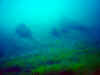 DSC01920.jpg (85229 Byte)